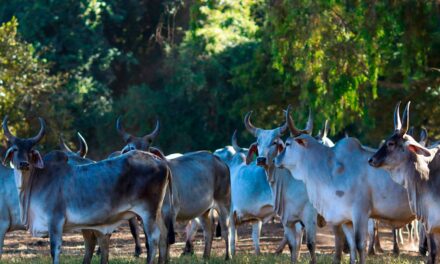 Pequena no tamanho e gigante no prejuízo: mosca-dos-chifres aterroriza os pecuaristas brasileiros