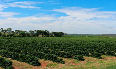 Fertilizantes orgânicos têm papel estratégico para o Brasil com guerra entre Rússia e Ucrânia