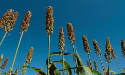 Defesa vegetal eficaz de sorgo, milho e soja são foco da UPL no Farm Show, em MT