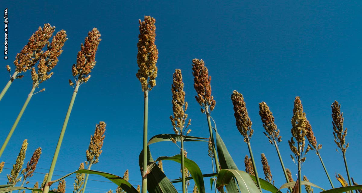 Defesa vegetal eficaz de sorgo, milho e soja são foco da UPL no Farm Show, em MT