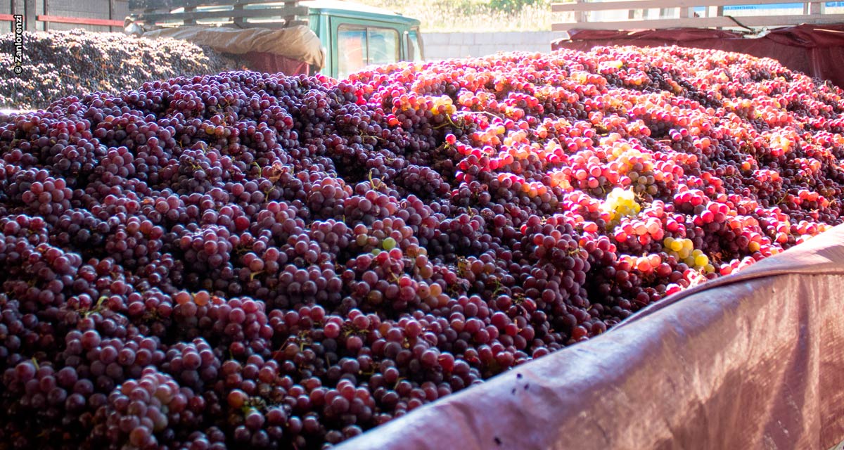 Safra de uvas 2022: Zanlorenzi espera processar 30 mil toneladas no primeiro semestre