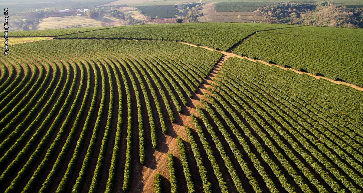 Café brasileiro: tradição mundial e cultivo de excelência