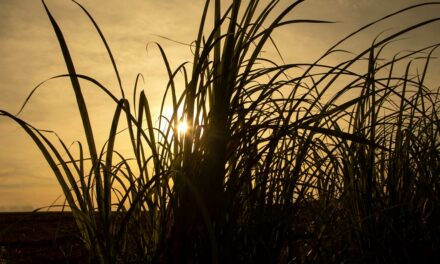 Corteva Agriscience lança portfólio de biológicos para cana-de-açúcar