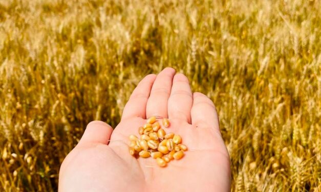Safra do trigo: como superar os desafios do cultivo no inverno e aproveitar a alta demanda pelo cereal