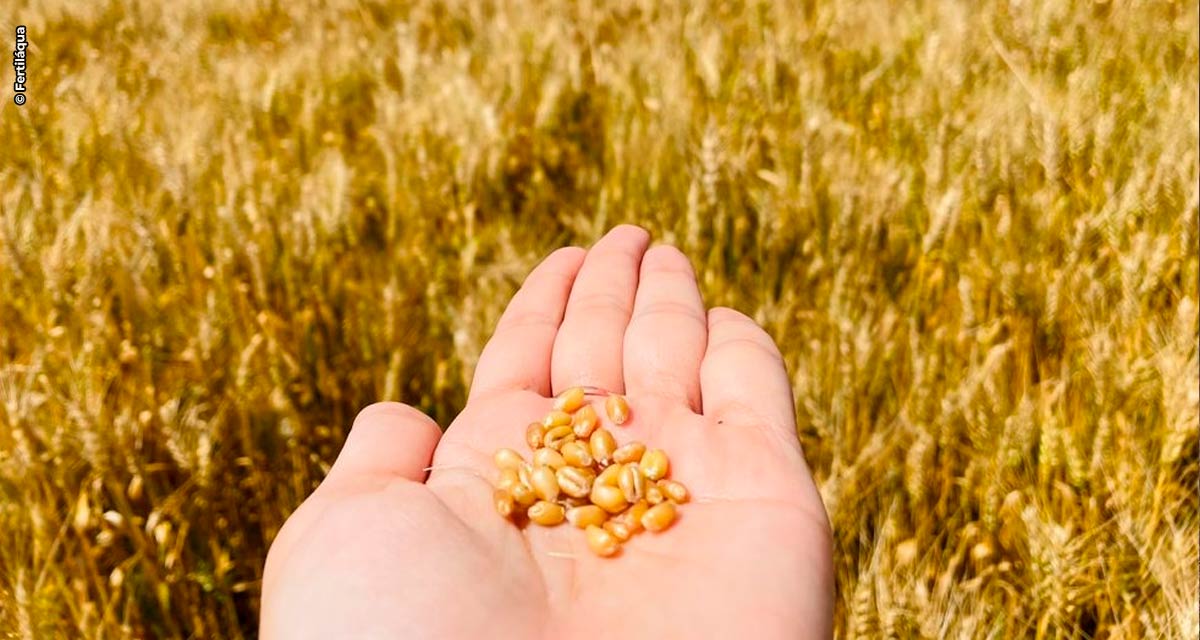 Safra do trigo: como superar os desafios do cultivo no inverno e aproveitar a alta demanda pelo cereal