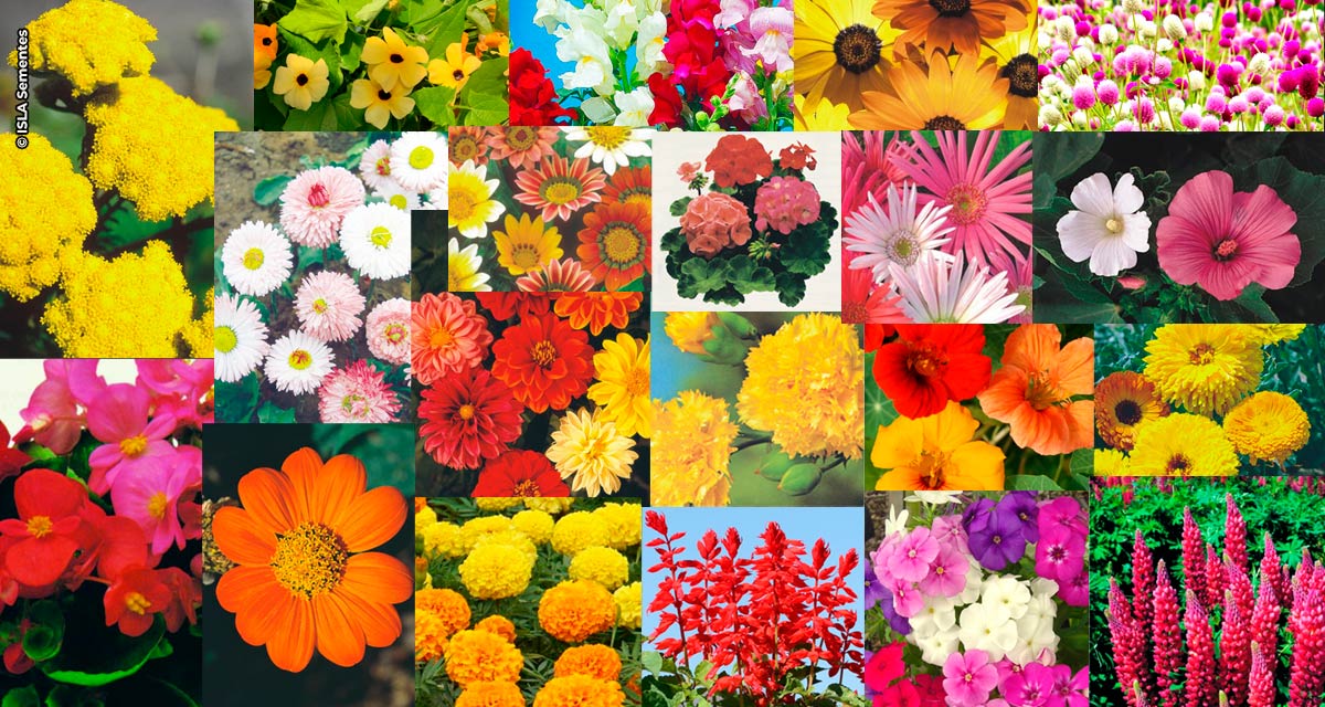 Flores para plantar em qualquer região no mês de abril - Diário Agrícola