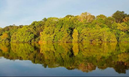Visando agroflorestas, projeto “Amazon Movement” da WeWe vai plantar 20 mil árvores em comunidades amazônicas