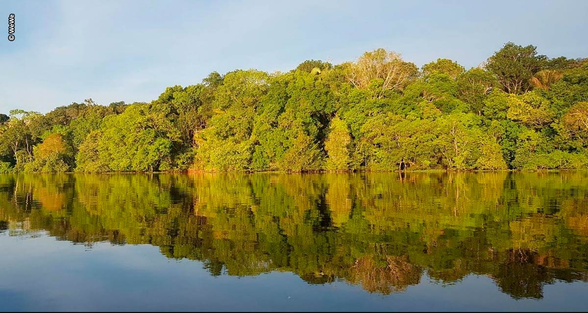 Visando agroflorestas, projeto “Amazon Movement” da WeWe vai plantar 20 mil árvores em comunidades amazônicas