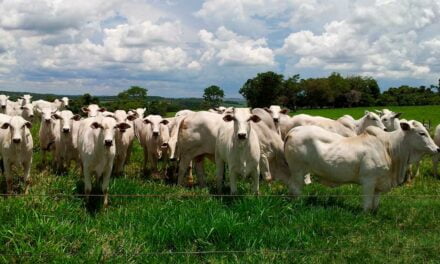 Conheça as 5 doenças parasitárias bovinas mais comuns no Brasil