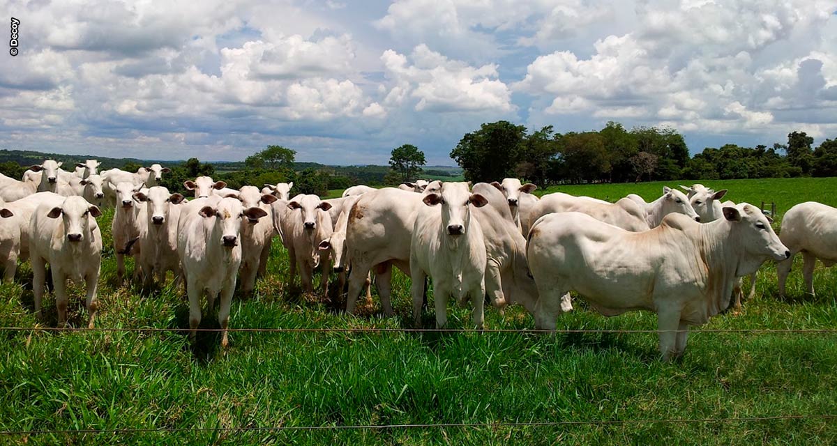 Conheça as 5 doenças parasitárias bovinas mais comuns no Brasil