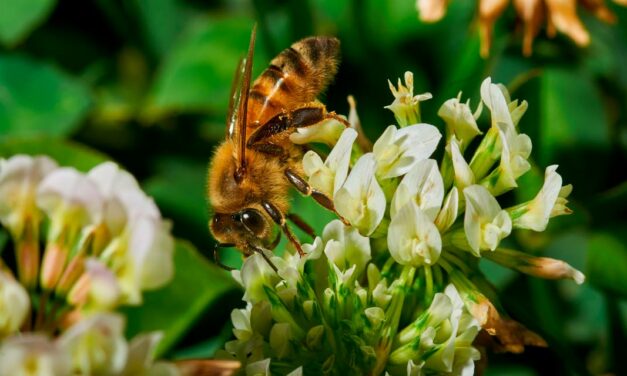 Webinar A.B.E.L.H.A. debate o futuro da apicultura e sua integração com a agricultura