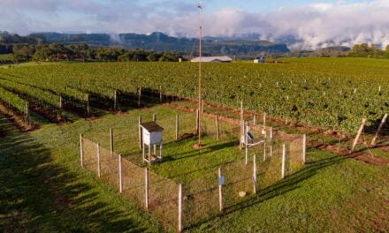 Vitis Aurora apresentará inovações e tecnologias aplicadas no cultivo da uva