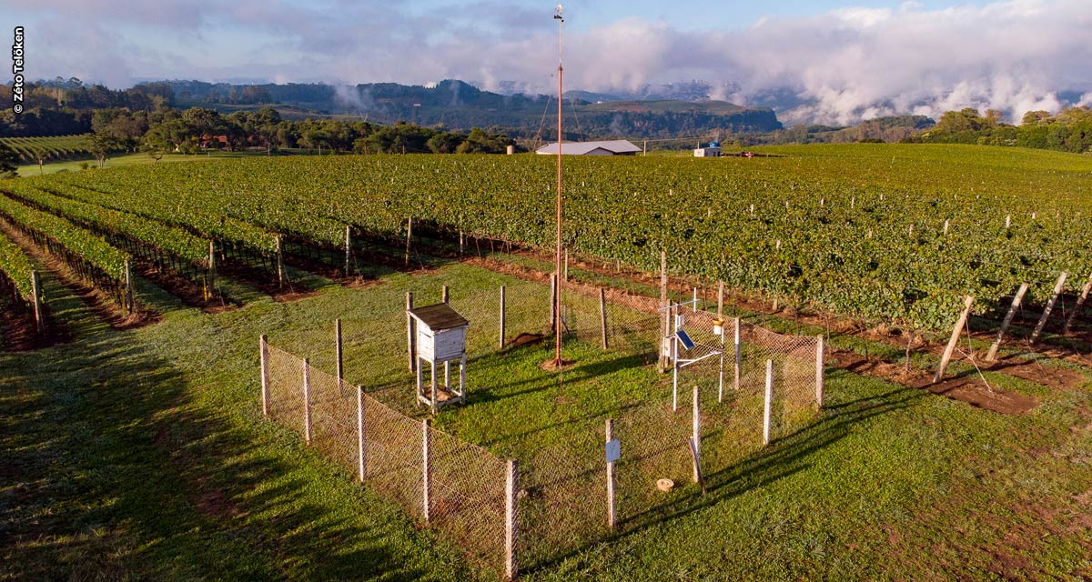 Vitis Aurora apresentará inovações e tecnologias aplicadas no cultivo da uva