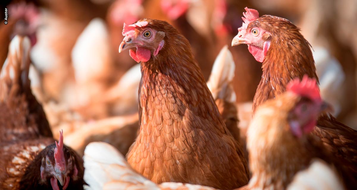 Nutrição adequada na recria das aves de postura é chave para a alta produtividade