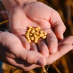Produtores registram mais de 100 sacas de soja na primeira colheita comercial de Intacta2 Xtend