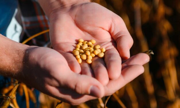 Produtores registram mais de 100 sacas de soja na primeira colheita comercial de Intacta2 Xtend