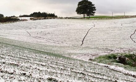 Bioestimulante de origem europeia ajuda a combater danos causados por baixas temperaturas