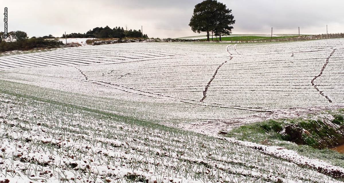 Bioestimulante de origem europeia ajuda a combater danos causados por baixas temperaturas