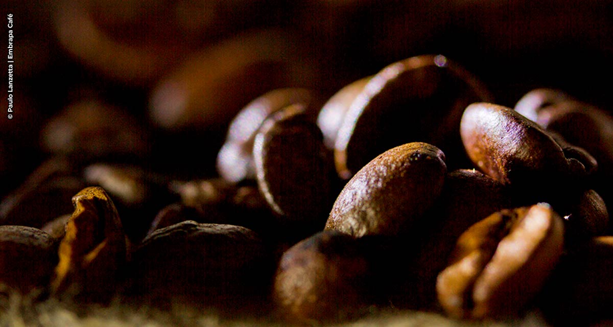 Patenteado método que identifica cafeeiros com teor reduzido de cafeína