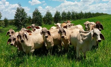 Árvores em sistemas ILPF neutralizam emissão de metano por bovinos no Cerrado Mineiro