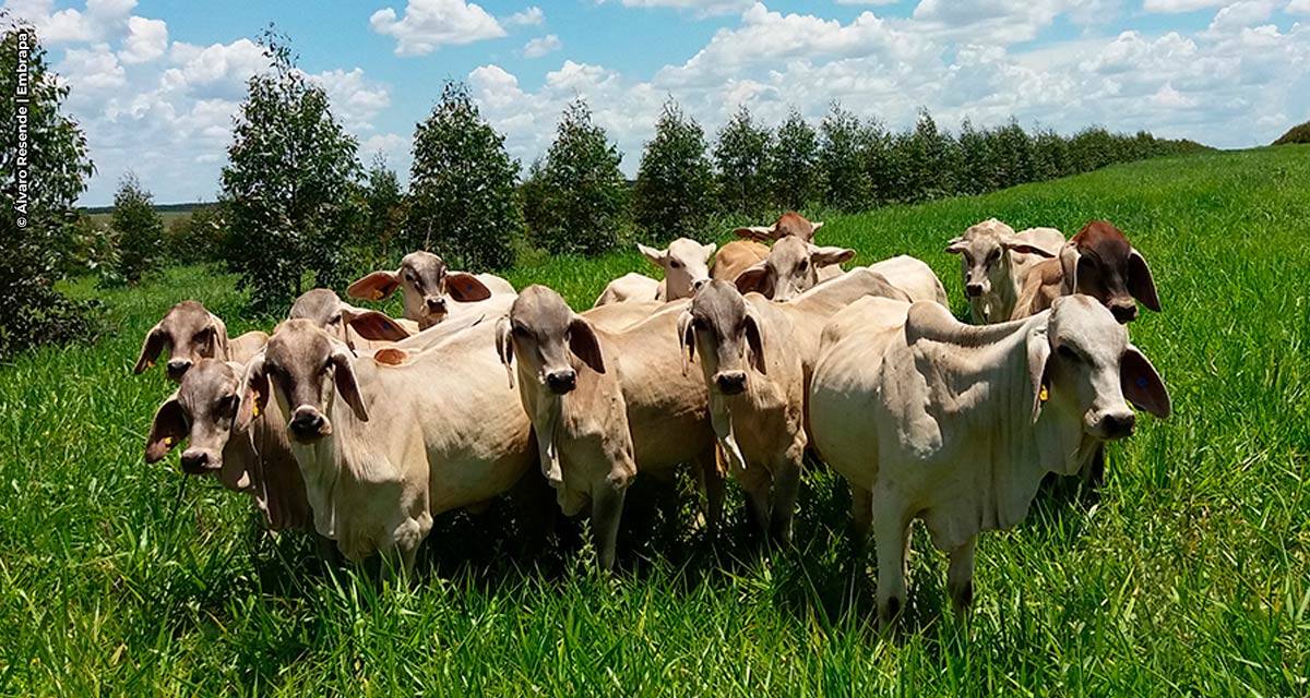 Árvores em sistemas ILPF neutralizam emissão de metano por bovinos no Cerrado Mineiro