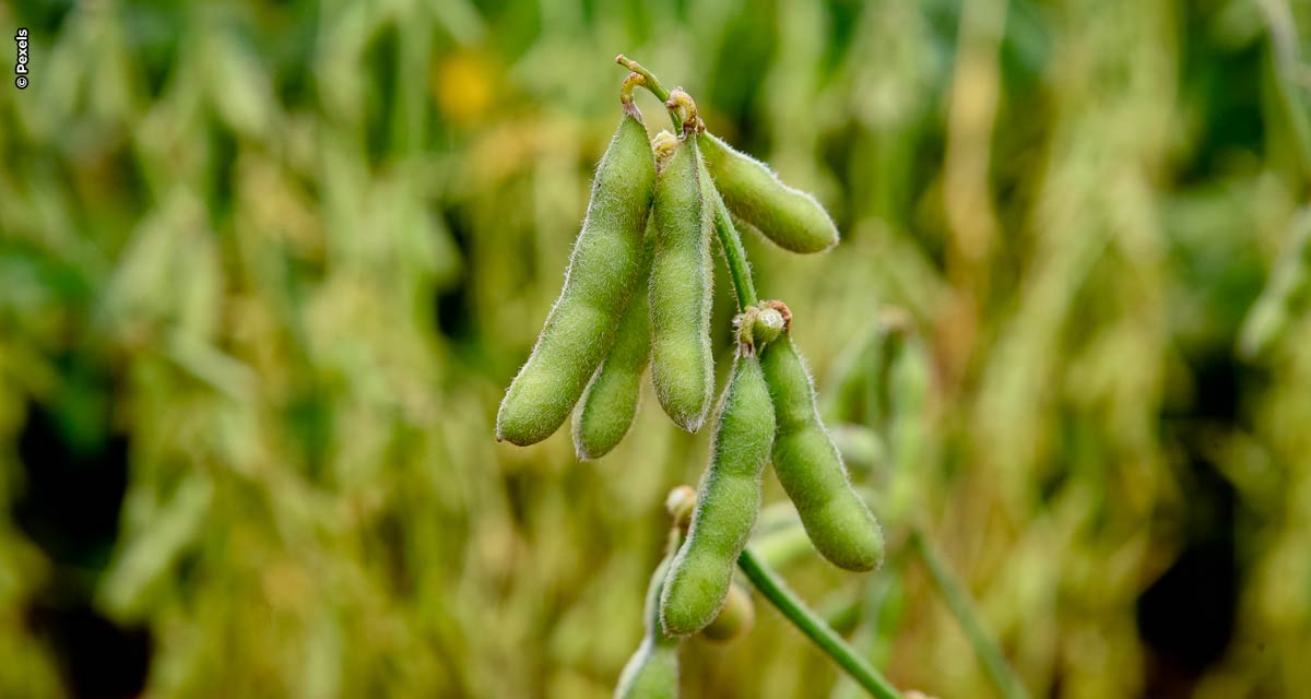 Bactérias impulsionam produtividade da soja