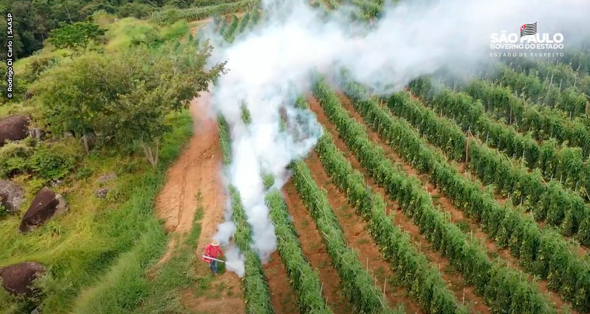 Com previsão de geada, produtores rurais do Estado de São Paulo investem em medidas para proteger suas plantações