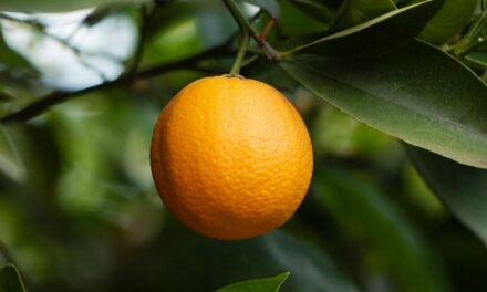 Setor citrícola espera retomada da produção de laranja na safra 2022/2023