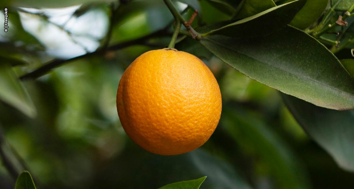 Setor citrícola espera retomada da produção de laranja na safra 2022/2023