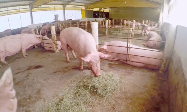 Documentário acompanha pesquisa sobre bactérias resistentes em polos suinícolas do Paraná