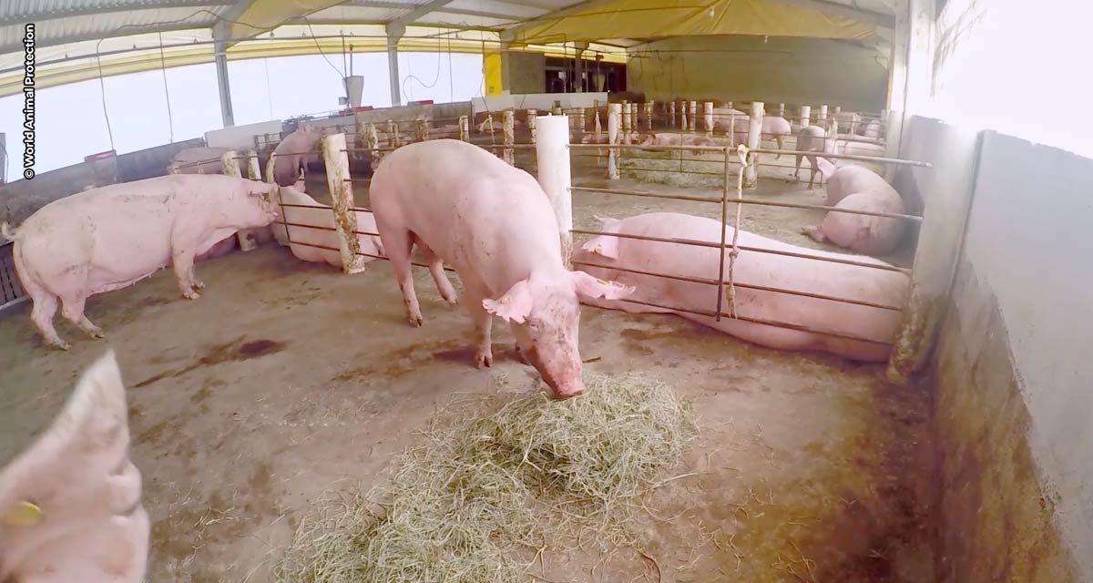 Documentário acompanha pesquisa sobre bactérias resistentes em polos suinícolas do Paraná