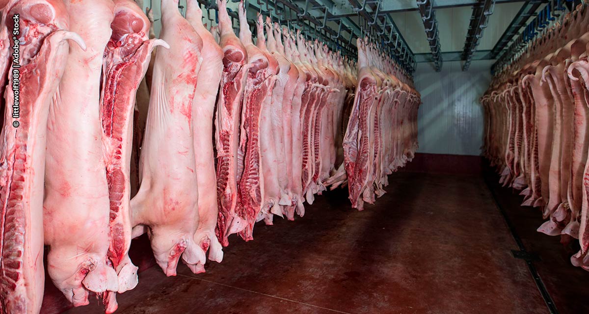 Canadá habilita novas plantas brasileiras de carne suína