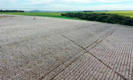 Abrapa destaca as boas práticas sustentáveis