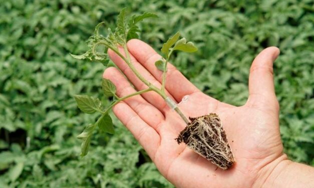 BASF lança fungicida e apresenta inovações em sementes na Hortitec 2022
