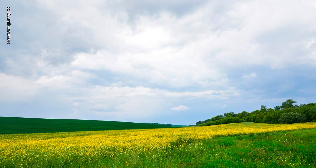 Química verde e biotecnologia: bioenergia, bioprodutos e dispositivos sustentáveis