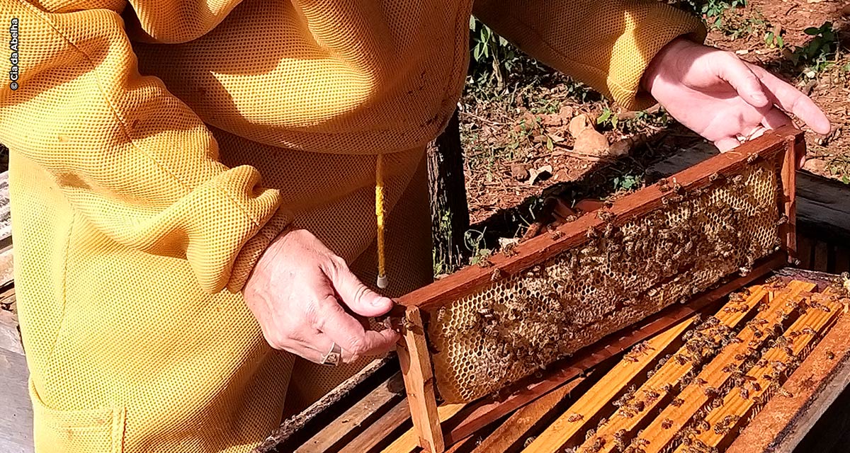 Mercado de mel orgânico em ascensão