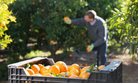 Geração de empregos na laranja cresce 20,6% na safra 2021/2022