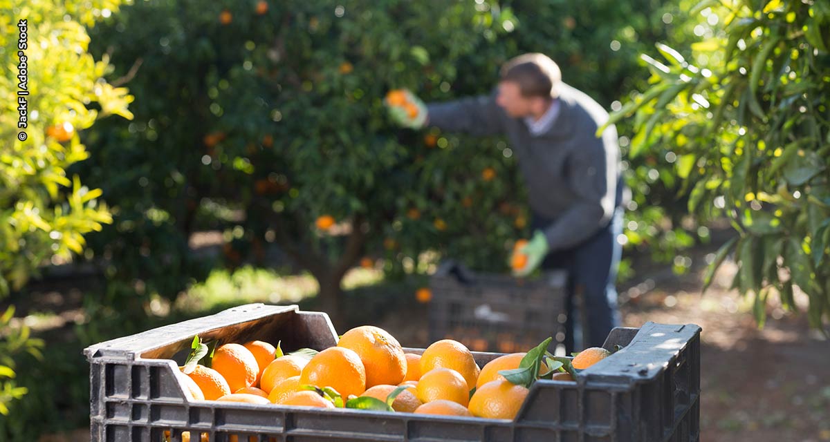 Geração de empregos na laranja cresce 20,6% na safra 2021/2022