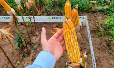 Programa Prospera fortalece cadeia produtiva de milho no Nordeste