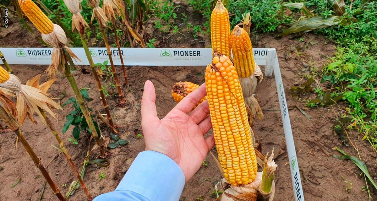 Programa Prospera fortalece cadeia produtiva de milho no Nordeste