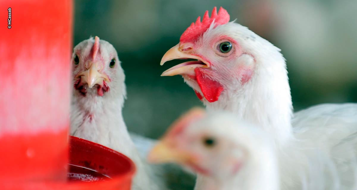 Vital, água desempenha papéis importantes na composição, peso e funcionamento do organismo de aves