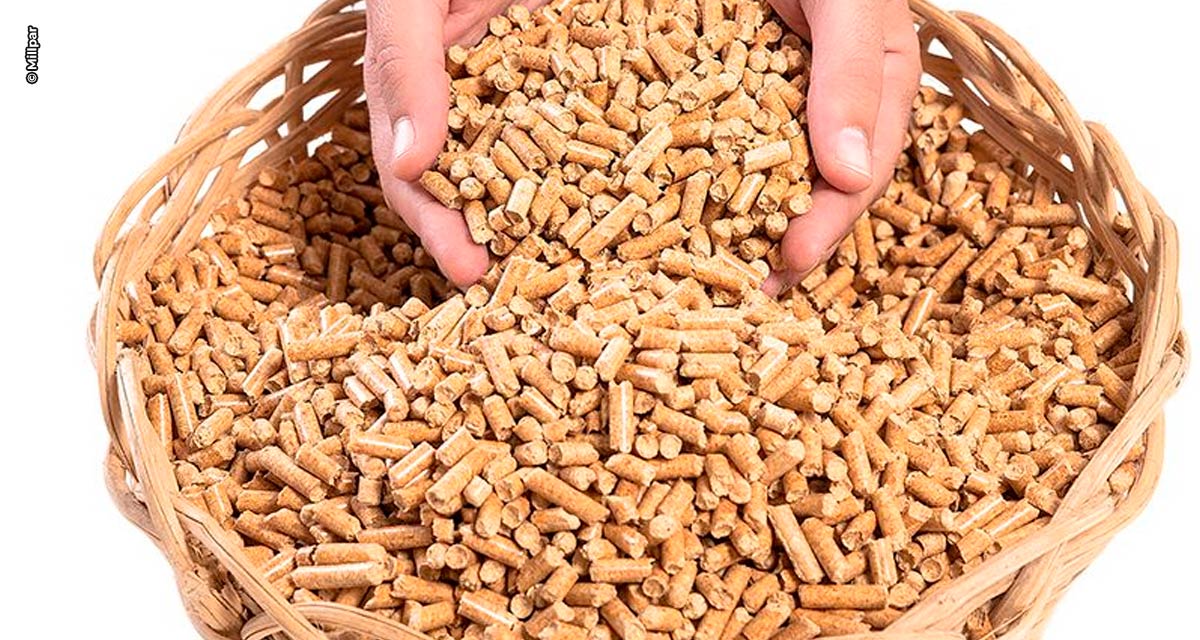 Uso de pellets traz qualidade de vida ao produtor e melhor conversão alimentar às aves