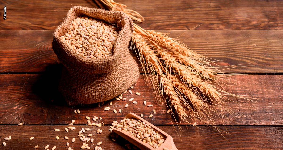 Consumo e produção de trigo crescem e impactam positivamente Região dos Campos Gerais