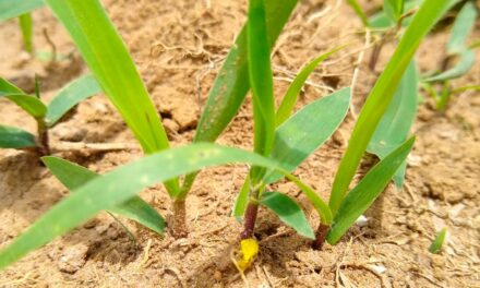 Forrageiras bem semeadas produzem mais, gerando maior rentabilidade e produtividade no campo
