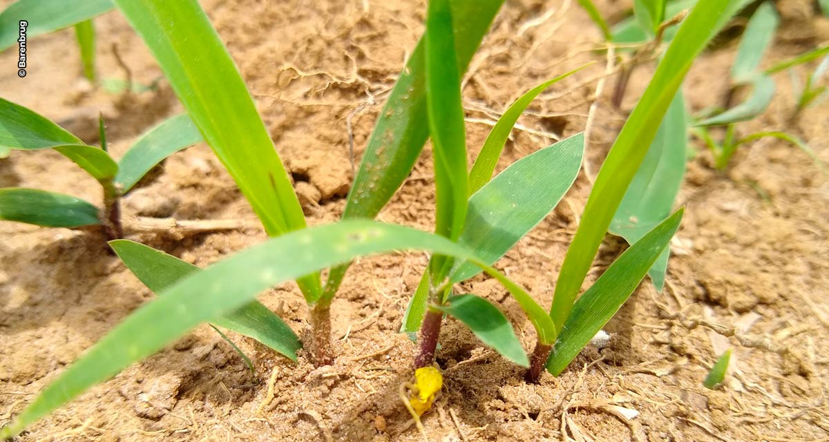 Forrageiras bem semeadas produzem mais, gerando maior rentabilidade e produtividade no campo