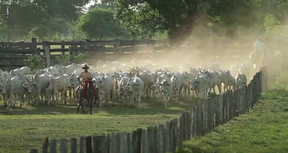 ABPO e o Instituto do Homem Pantaneiro unem-se em acordo para reduzir a perda de bezerros por predação de felinos