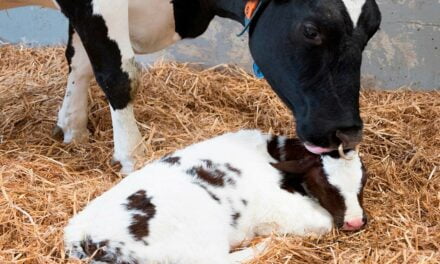 Manejo e nutrição eficientes ajudam a prevenir o impacto de doenças relacionadas ao período de transição das vacas leiteiras