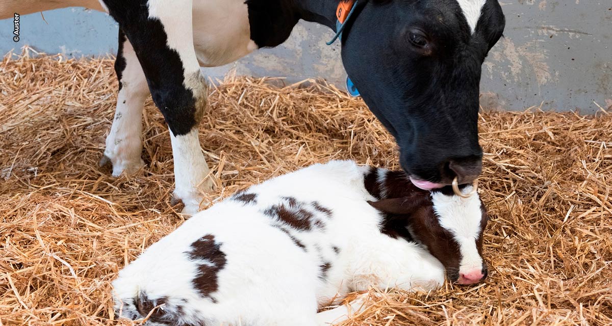 Manejo e nutrição eficientes ajudam a prevenir o impacto de doenças relacionadas ao período de transição das vacas leiteiras