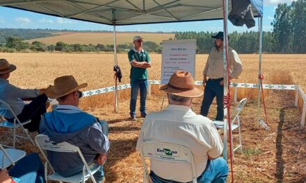 Embrapa apresenta no PAD/DF cultivar de trigo de sequeiro