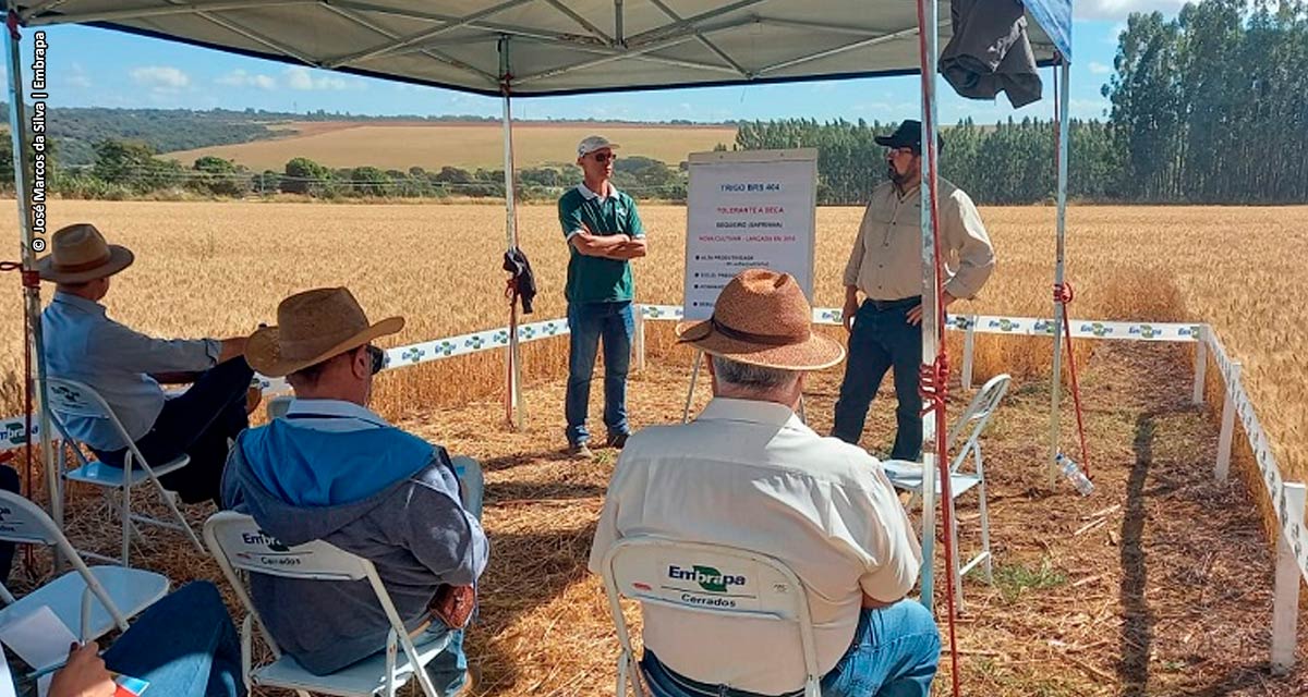 Embrapa apresenta no PAD/DF cultivar de trigo de sequeiro